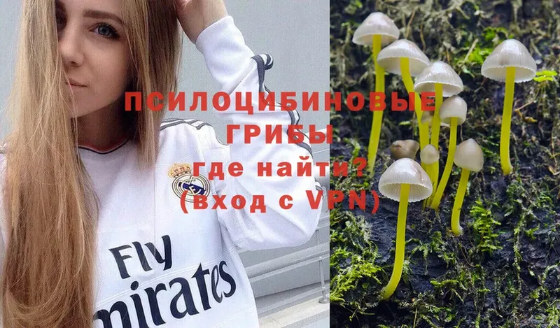 где найти наркотики  Северск  Галлюциногенные грибы Cubensis 